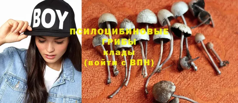 Галлюциногенные грибы Magic Shrooms  Кизилюрт 